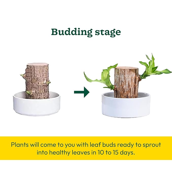 Green Lucky Brazil Wood Potted Plant (pack of 2) 18281