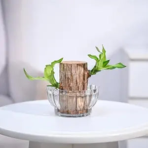 Green Lucky Brazil Wood Potted Plant (pack of 2) 18281