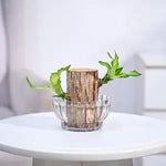 Green Lucky Brazil Wood Potted Plant (pack of 2) 18281