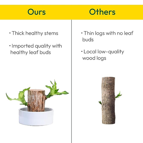 Green Lucky Brazil Wood Potted Plant (pack of 2) 18281