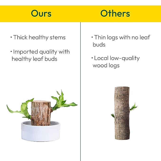 Green Lucky Brazil Wood Potted Plant (pack of 2) 18281
