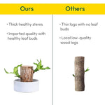 Green Lucky Brazil Wood Potted Plant (pack of 2) 18281