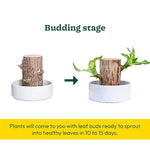 Green Lucky Brazil Wood Potted Plant (pack of 2) 18281