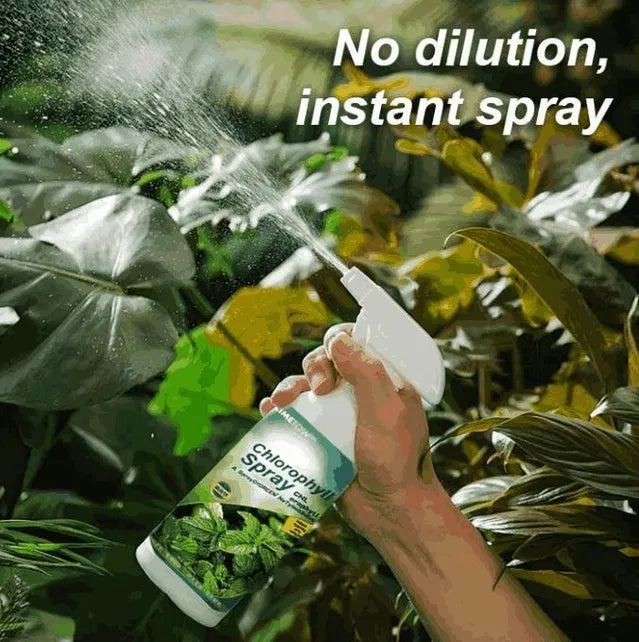 Chlorophll Spray 100ML 205