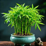 Multi Colour Lucky Bamboo Seeds + Plant Growth Serum 50 ML Free 1238