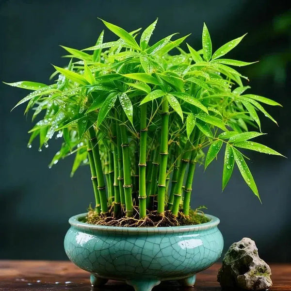 Multi Colour Lucky Bamboo Seeds + Plant Growth Serum 50 ML Free 1238