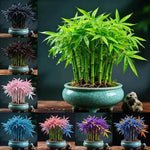 Multi Colour Lucky Bamboo Seeds + Plant Growth Serum 50 ML Free 1238