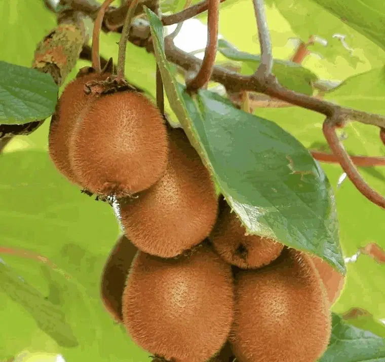 Kiwi,Juicy, Sour And Sweet, Suitable For Home Planting 1238