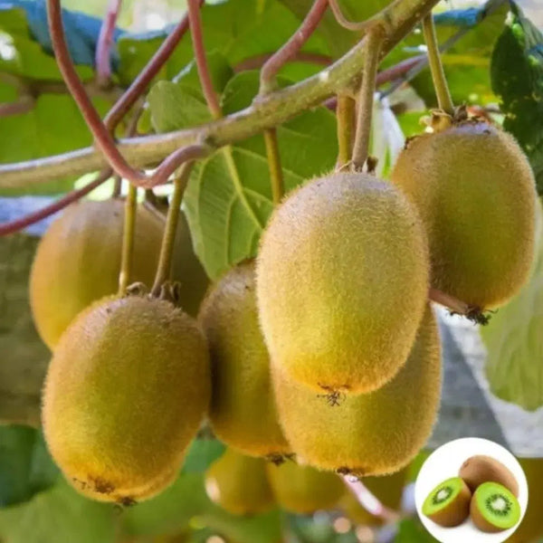 Kiwi,Juicy, Sour And Sweet, Suitable For Home Planting 1238