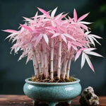 Multi Colour Lucky Bamboo Seeds + Plant Growth Serum 50 ML Free 1238