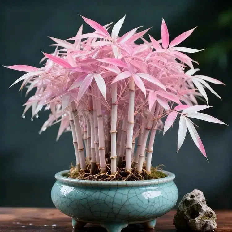 Multi Colour Lucky Bamboo Seeds + Plant Growth Serum 50 ML Free 1238