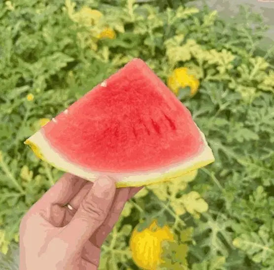 Golden Red Watermelon Seeds 1238