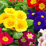 Rose Primrose Seeds With Plant Growth Supplement ( Pack of 2 ) 205